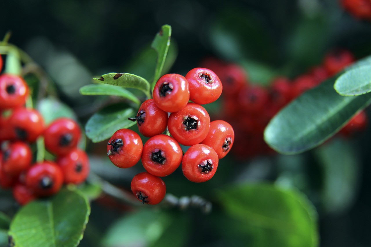 的高效运营 的高效运营